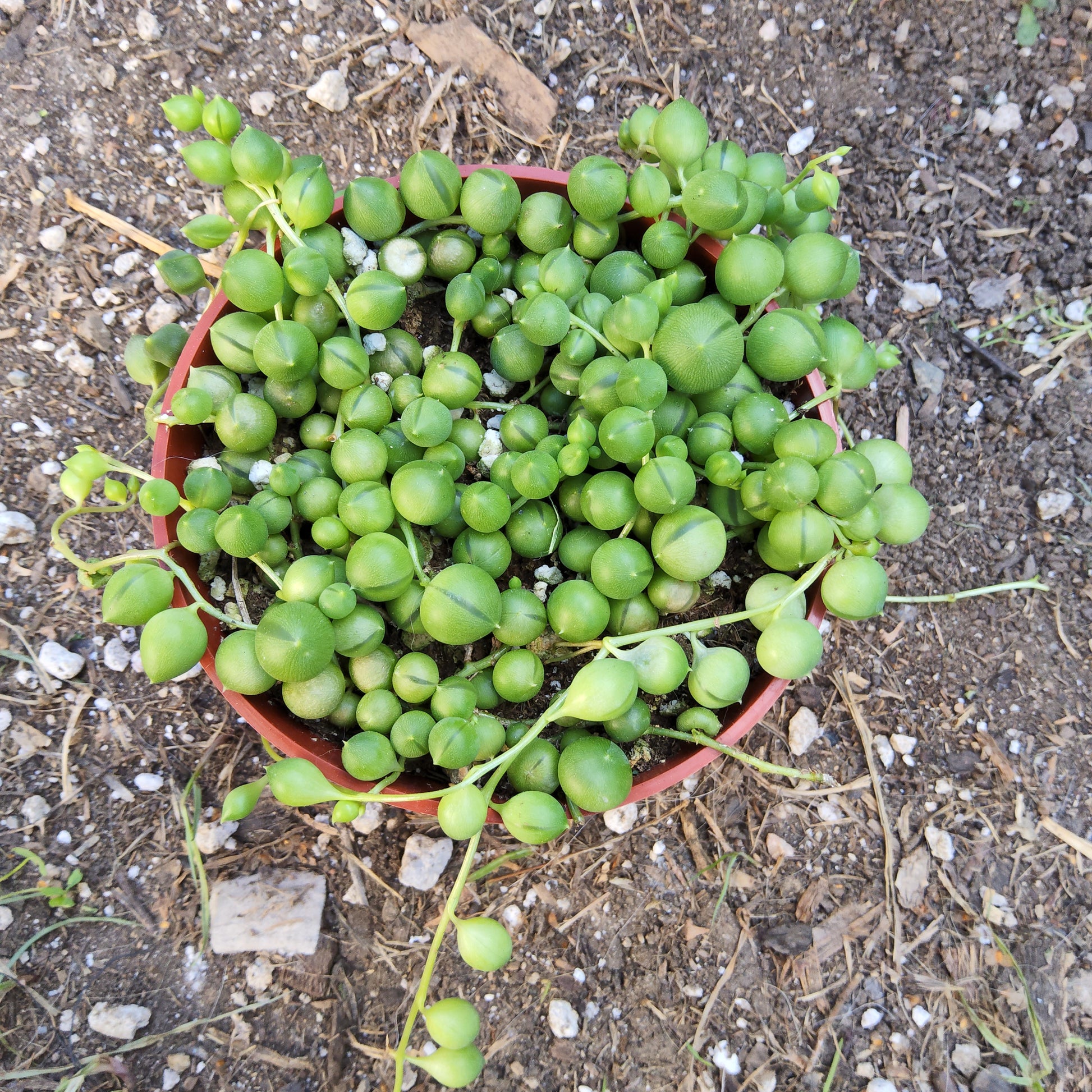 succulents that look like grapes Senecio Rowleyanus aka String of Pearls 4 inch Live Succulent