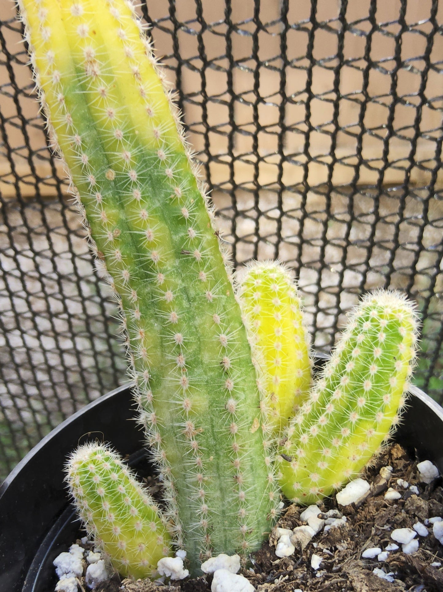 Echinopsis chamaecereus variagata aka Variegated Peanut Cactus, Live Cactus Growing in 4 Inch