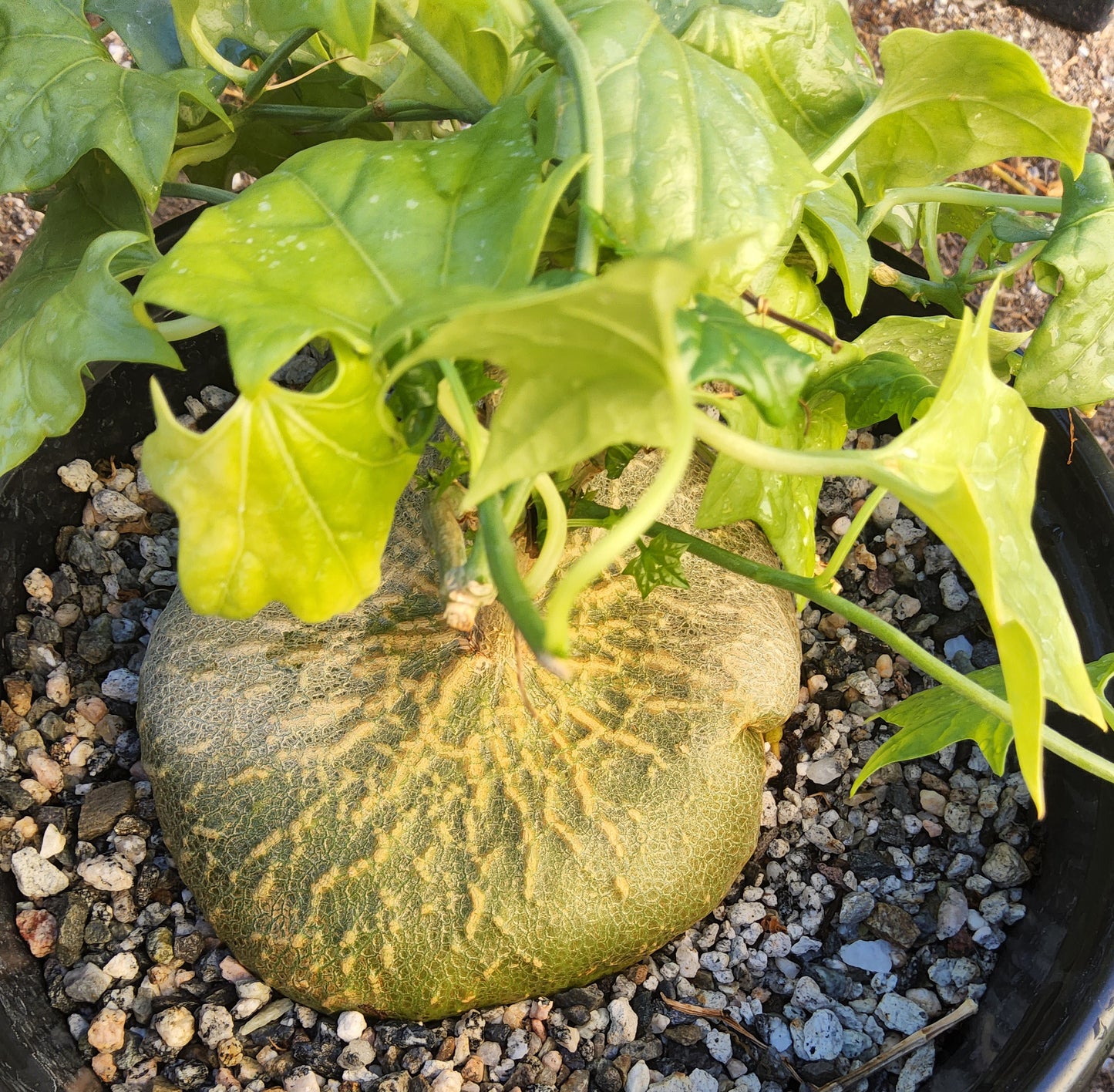 gerrardanthus macrorhizus bigfoot succulent Gerrardanthus macrorhizus Live Succulent In 3 Gallon – Phoenix Rising Succulents