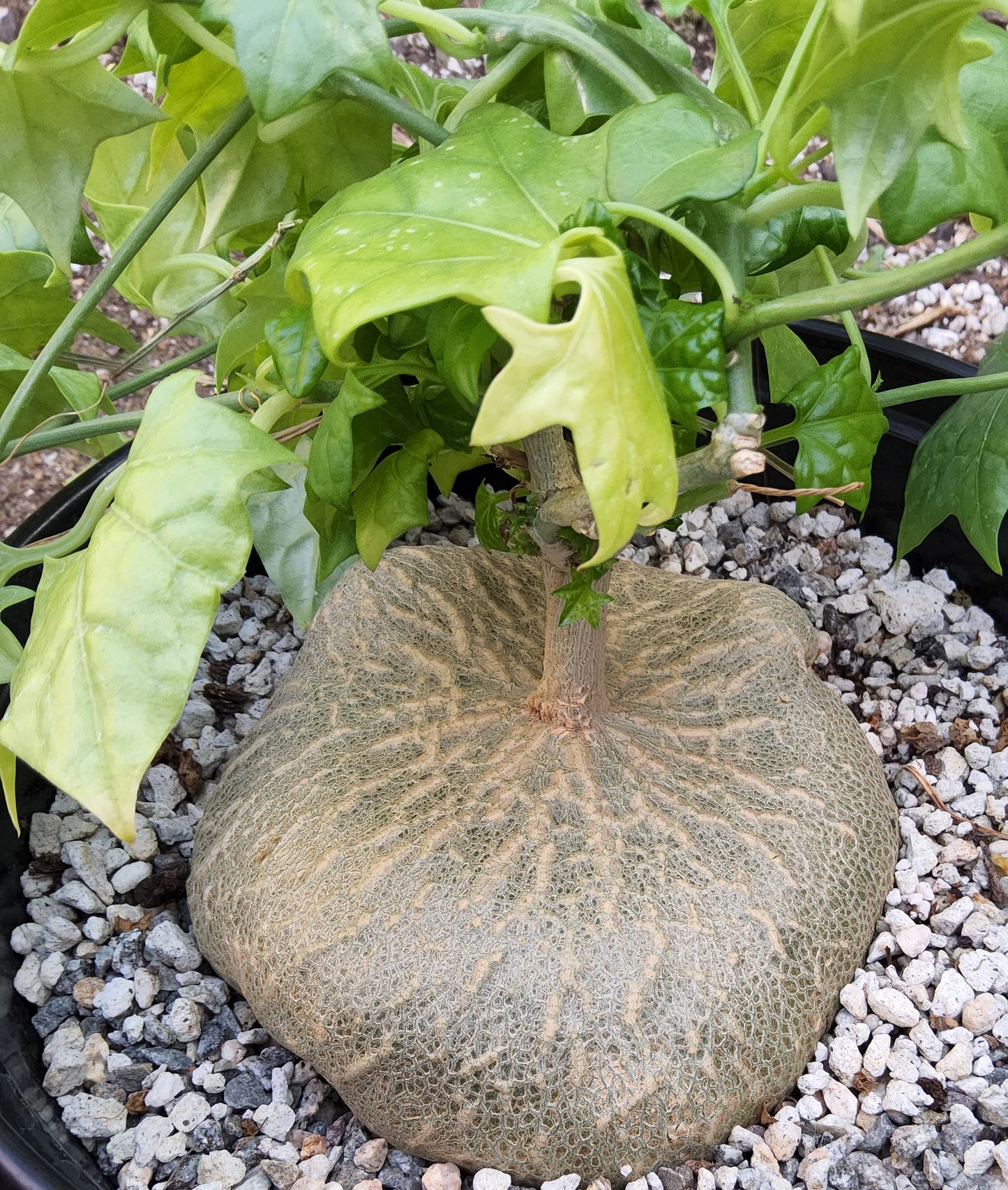 gerrardanthus macrorhizus bigfoot succulent Gerrardanthus macrorhizus Live Succulent In 3 Gallon – Phoenix Rising Succulents