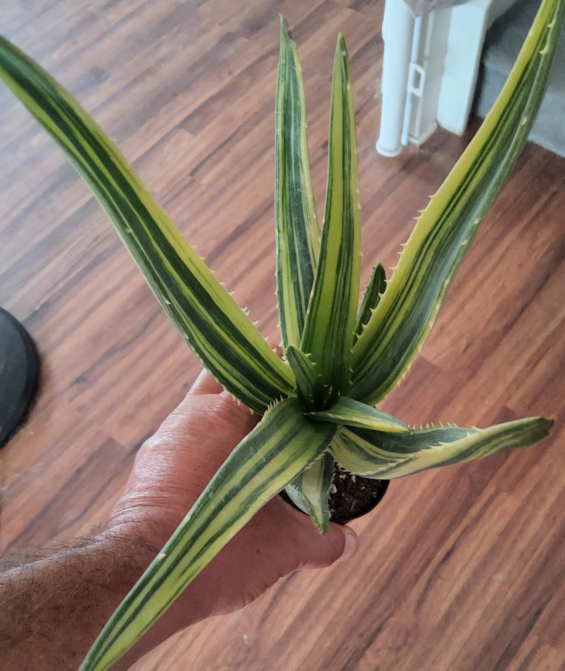 Aloe hercules variegata Live Succulent Growing in 4 Inch