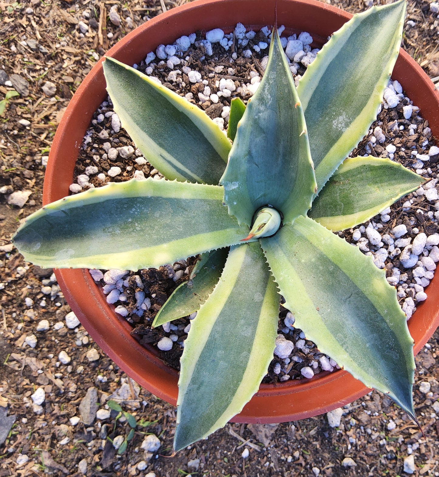 Agave ovatifolia 'Orca' Live Succulent Growing in 6 Inch