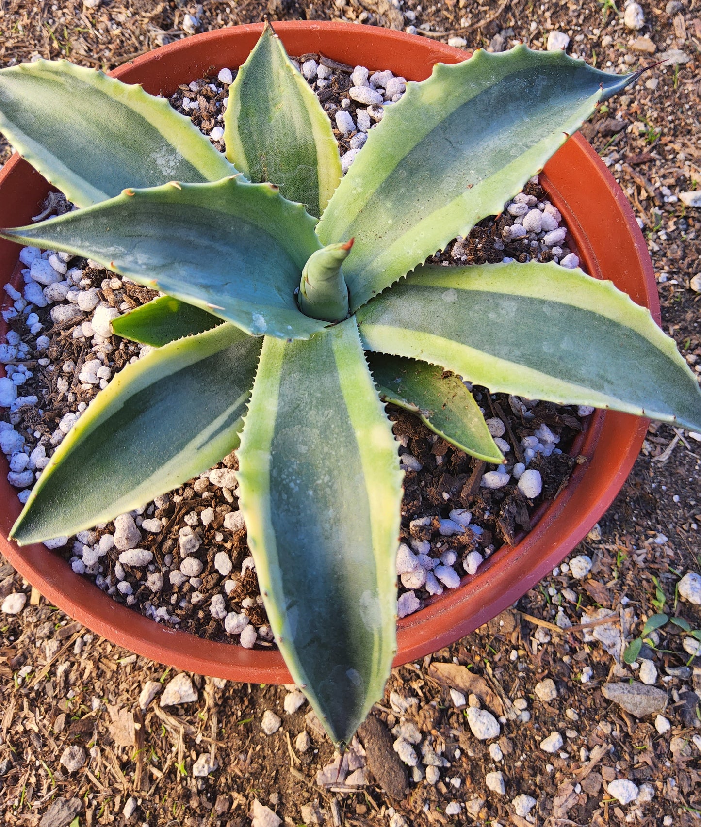 Agave ovatifolia 'Orca' Live Succulent Growing in 6 Inch