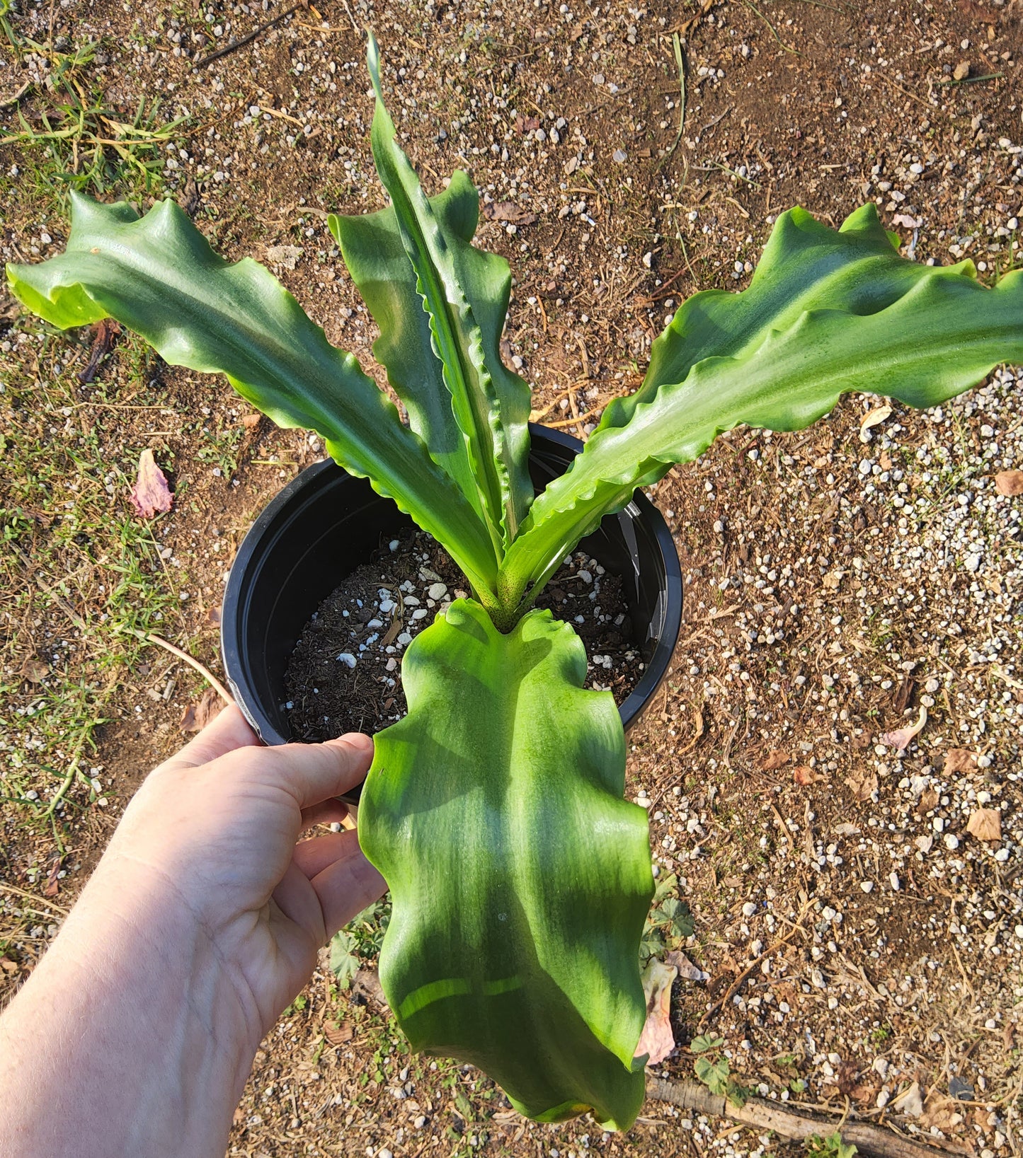 Velthemia bracteata Live Succulent Growing in a Gallon