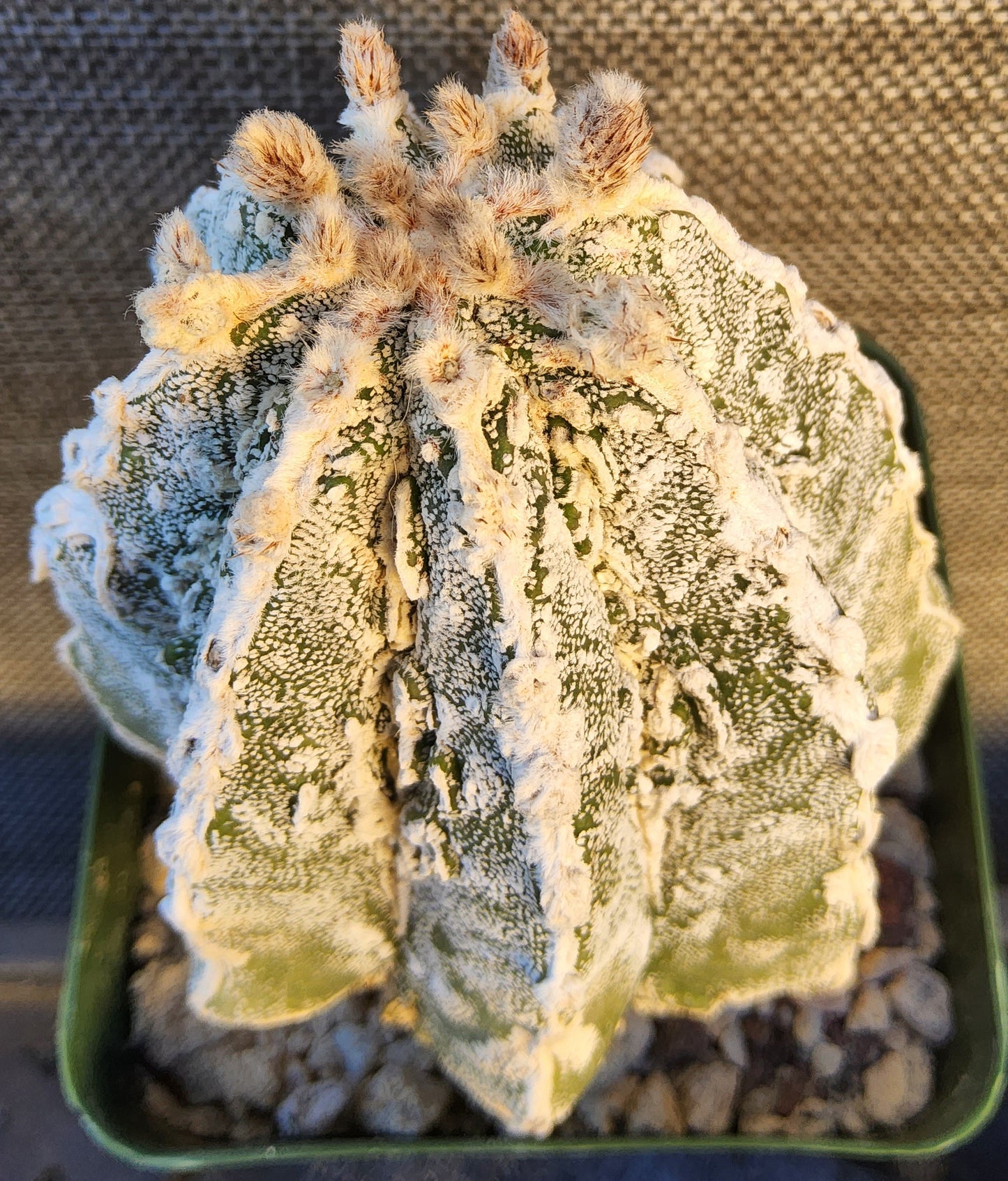 Astrophytum myriostygma Fukuryu Hakujo Hakuun Live Cactus Growing in a 4 Inch