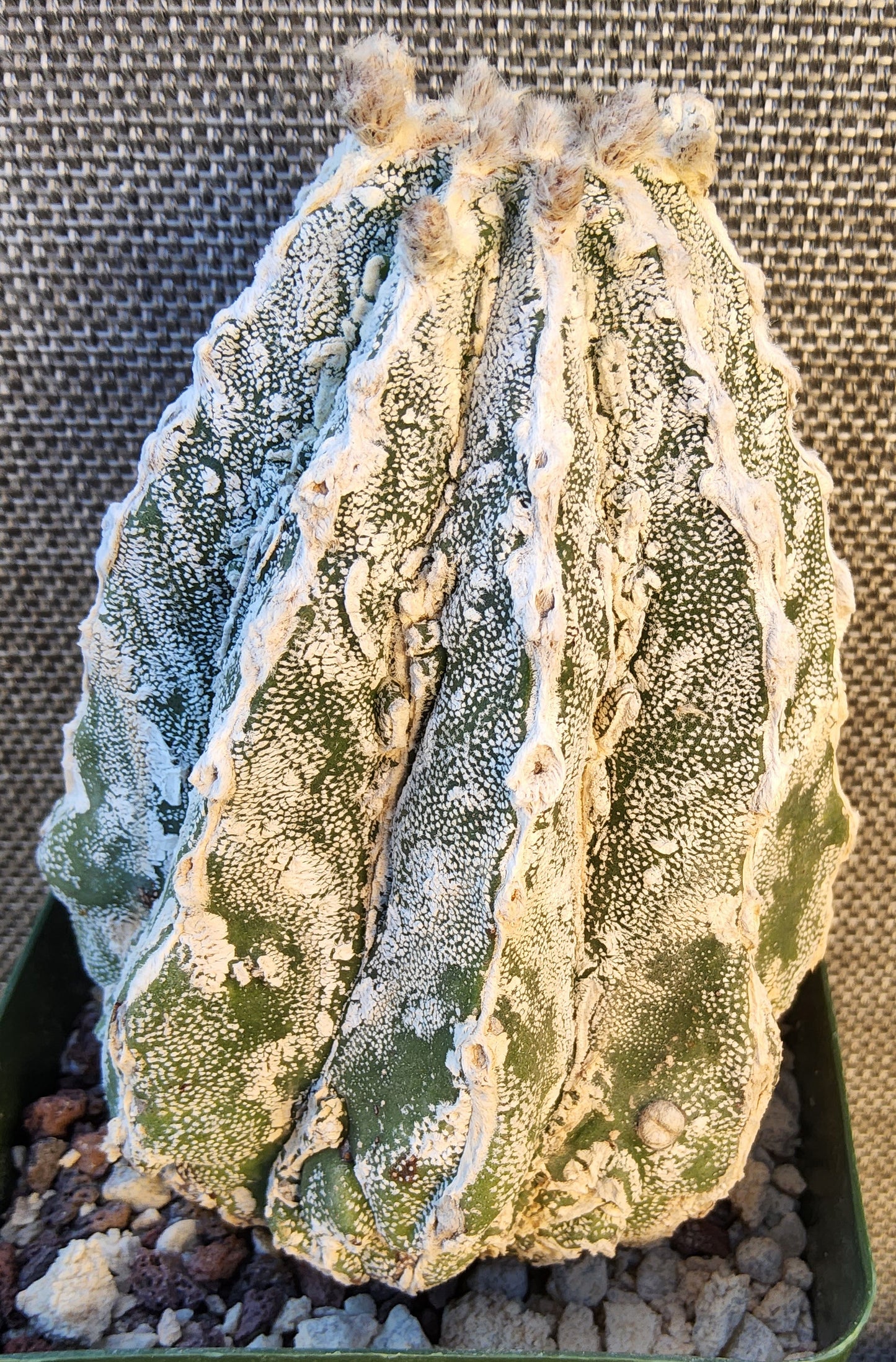 Astrophytum myriostygma Fukuryu Hakujo Hakuun Live Cactus Growing in a 4 Inch