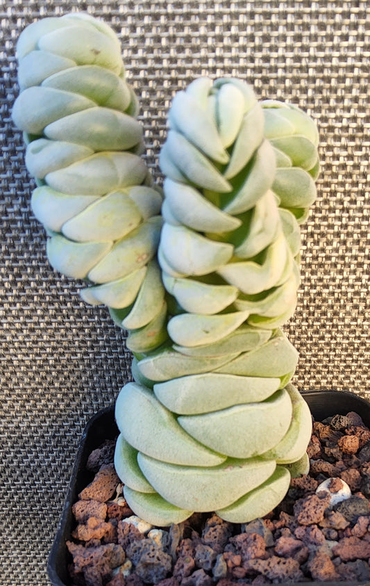 Crassula alstonii Live Succulent Growing in a 2.5 Inch