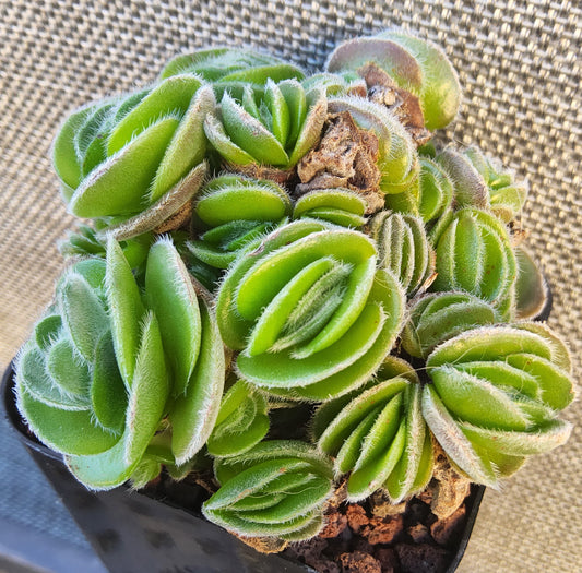Crassula tomentosa Live Succulent Growing in a 2.5 Inch