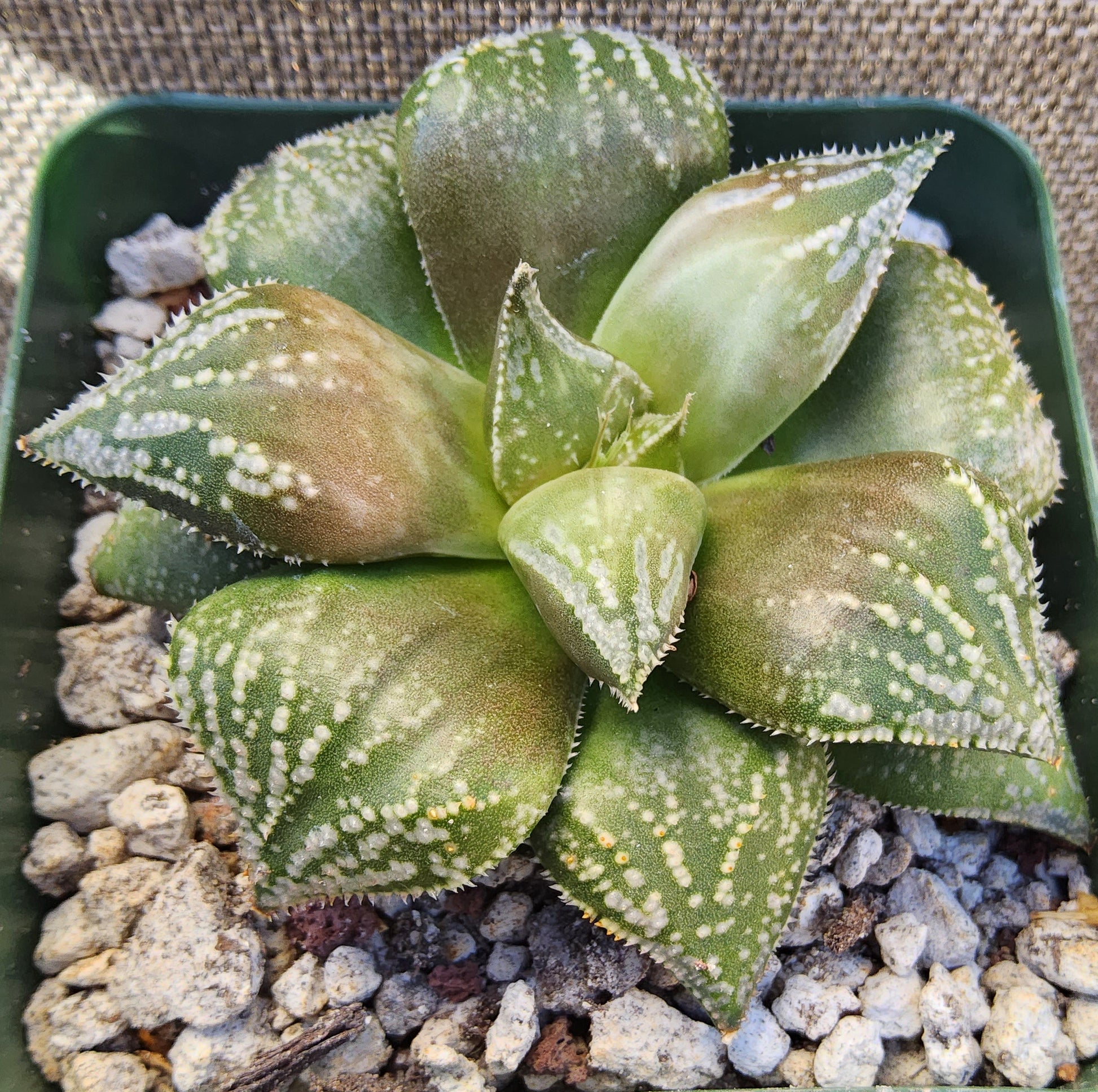 rose succulent live plant Haworthia magnifica var. splendens 'Inca Rose' Live Succulent Growing – Phoenix Rising Succulents