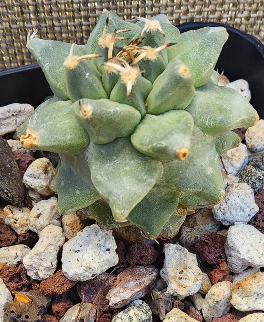 Turbinicarpus alonsoi Live Cactus Growing in a 2.5 Inch