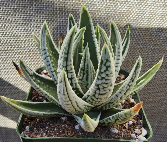 Tulista/Haworthia pumila 'Emperor' Live Succulent Growing in 4 Inch