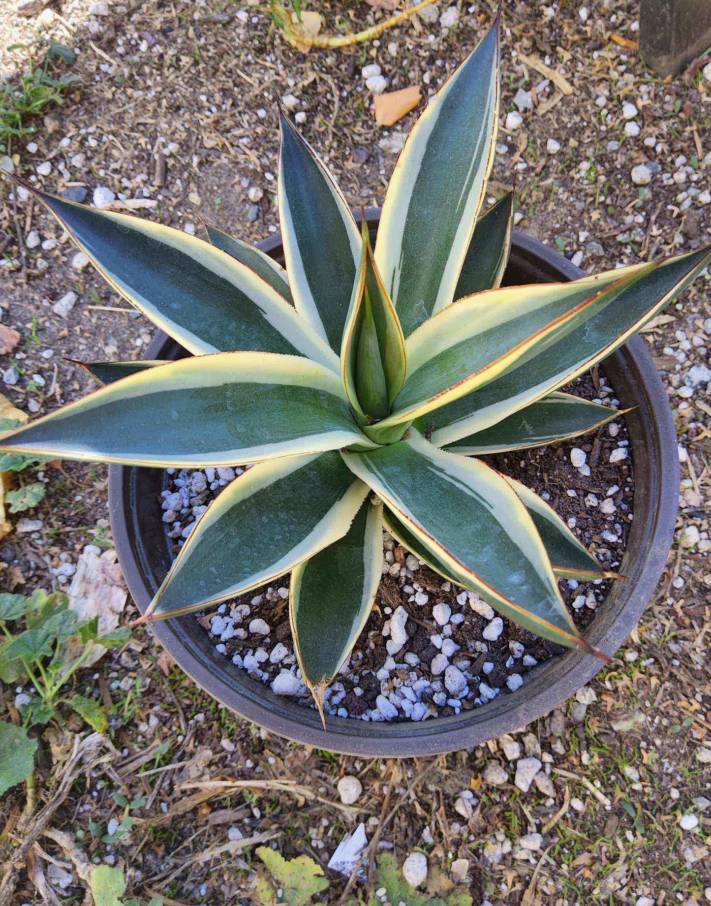 Agave 'Snow Glow' Live Succulent Growing in 6 Inch