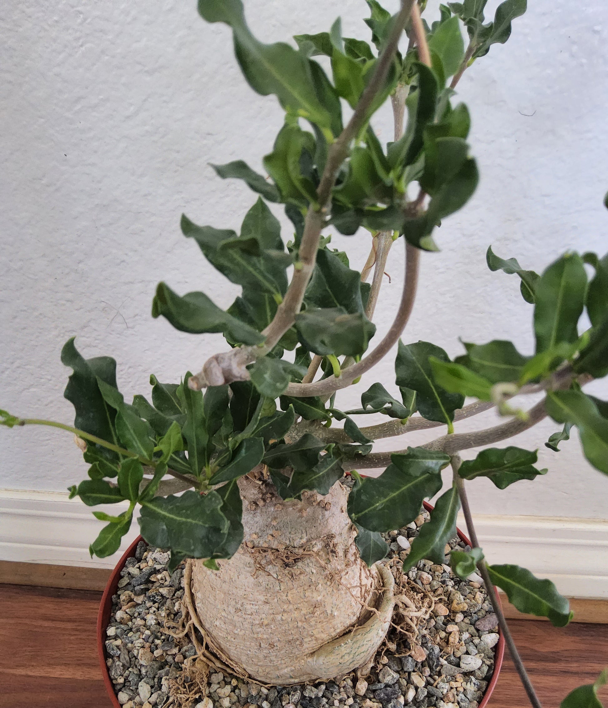 caudex succulents Huge Fockea edulis in 8 Inch Live Succulent/Caudex