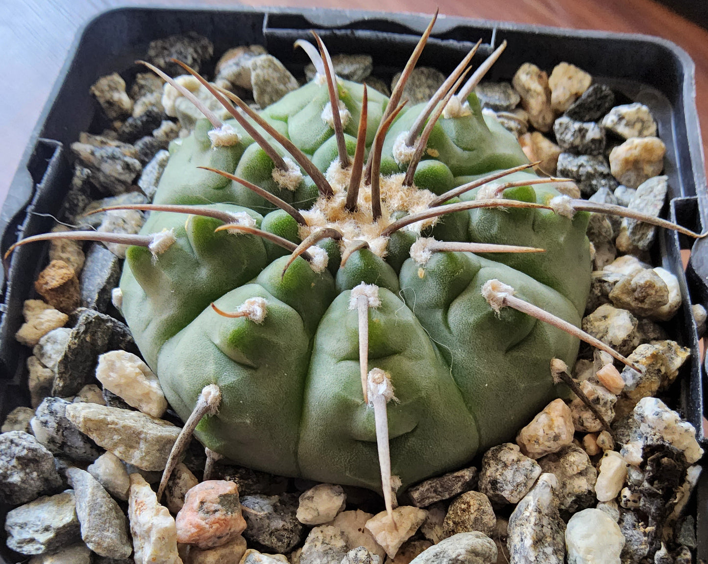 Gymnocalycium vatteri var. paucispinum Live Cactus Growing in 4 Inch