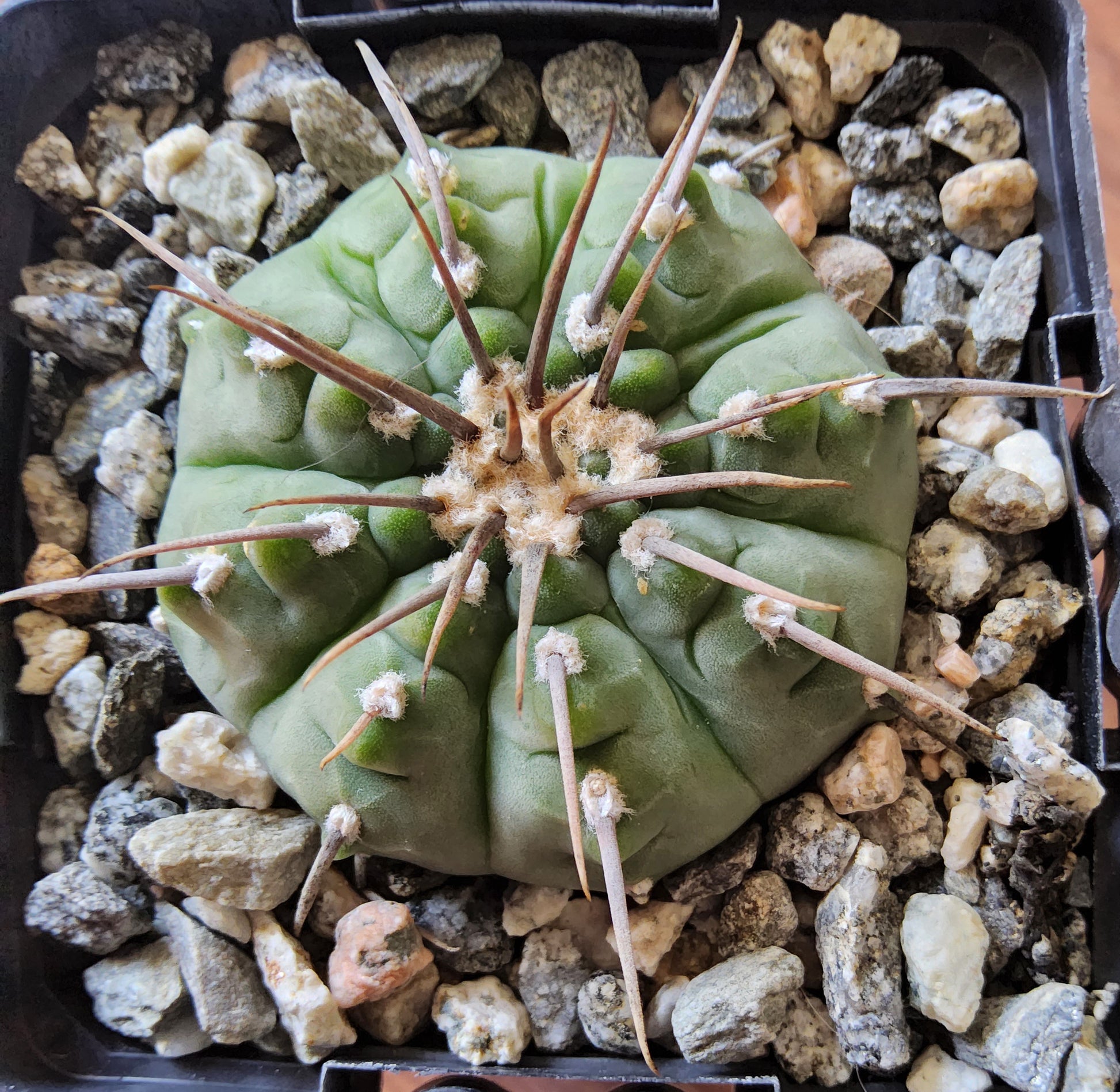 Gymnocalycium vatteri var. paucispinum Live Cactus Growing in 4 Inch