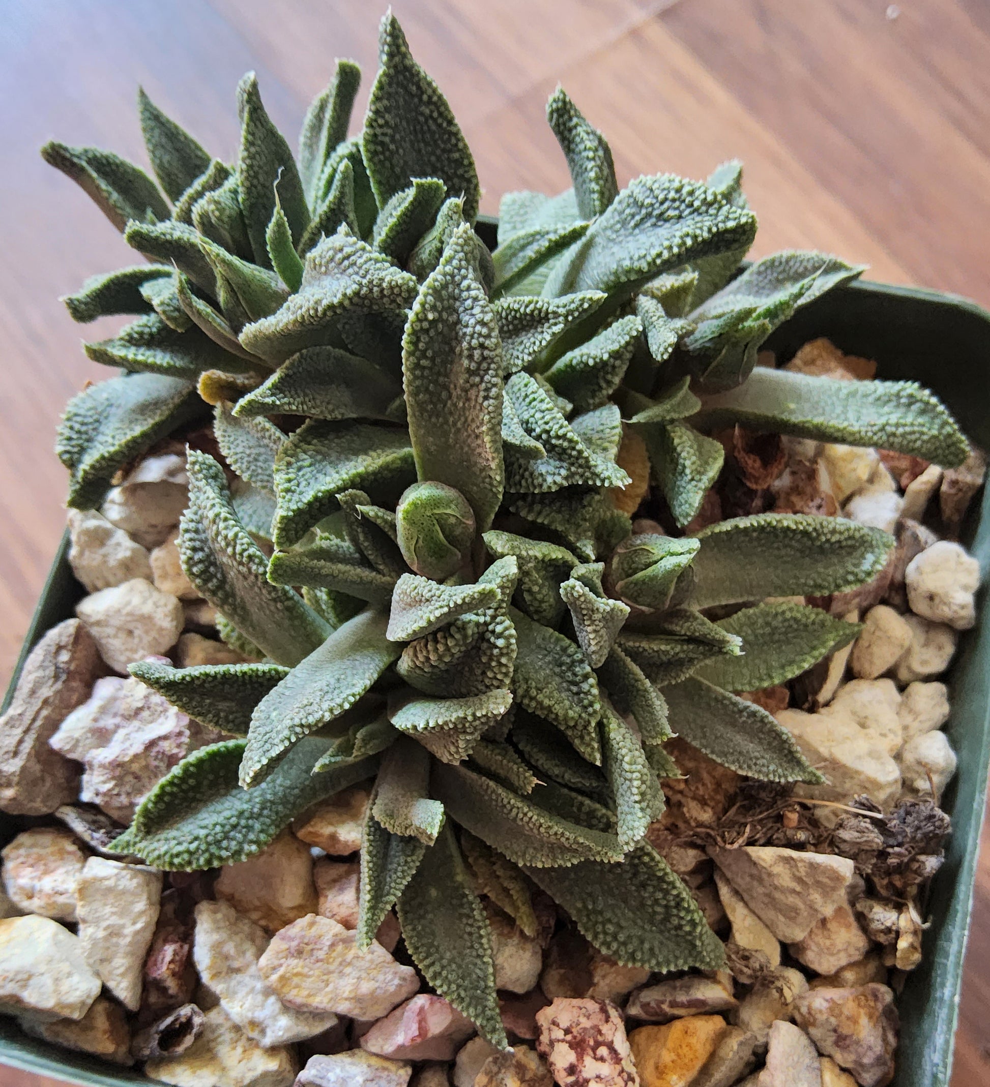 Nananthus margaretifera Live Succulent Growing in 4 Inch