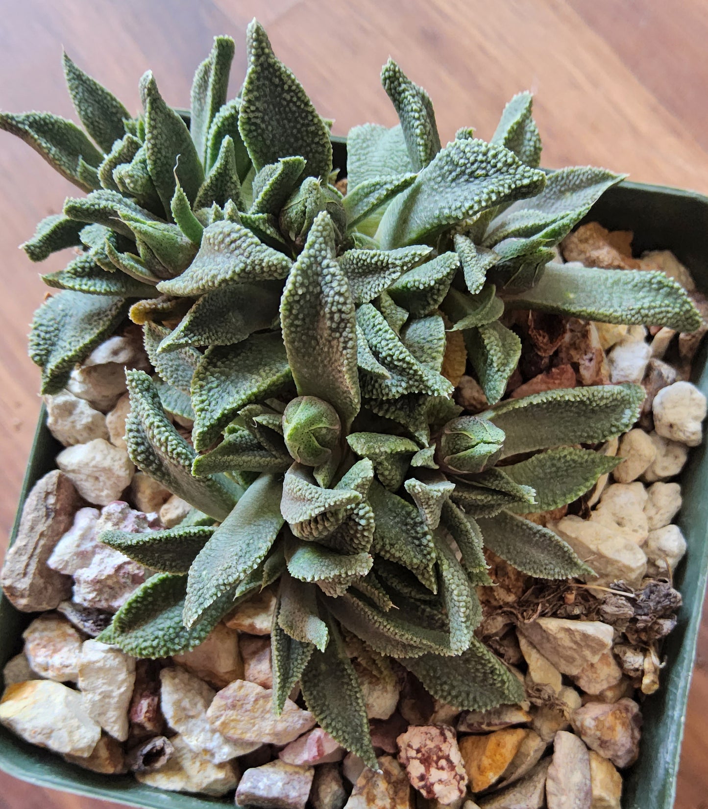 Nananthus margaretifera Live Succulent Growing in 4 Inch