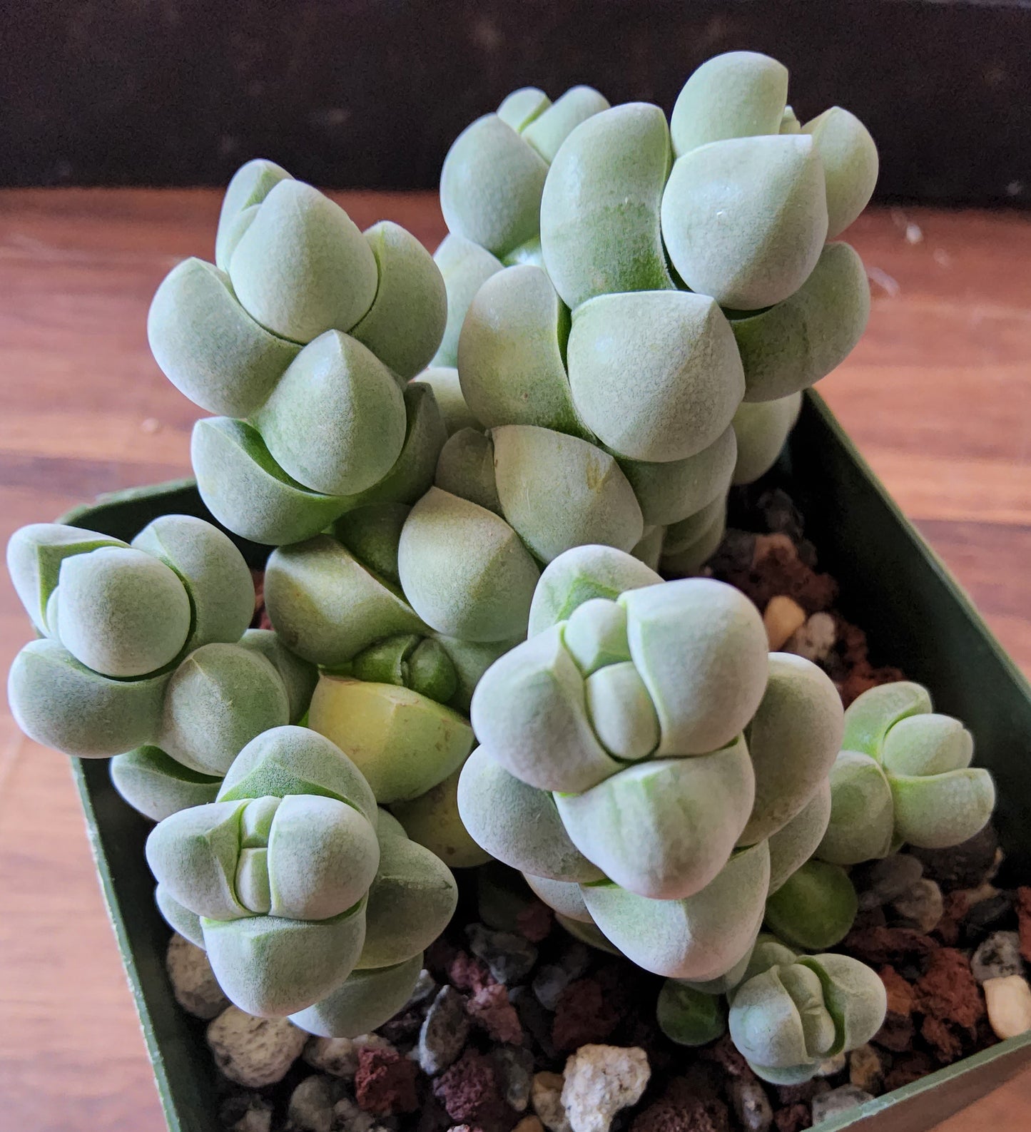 Crassula plegmatoides Live Succulent Growing in a 4 Inch