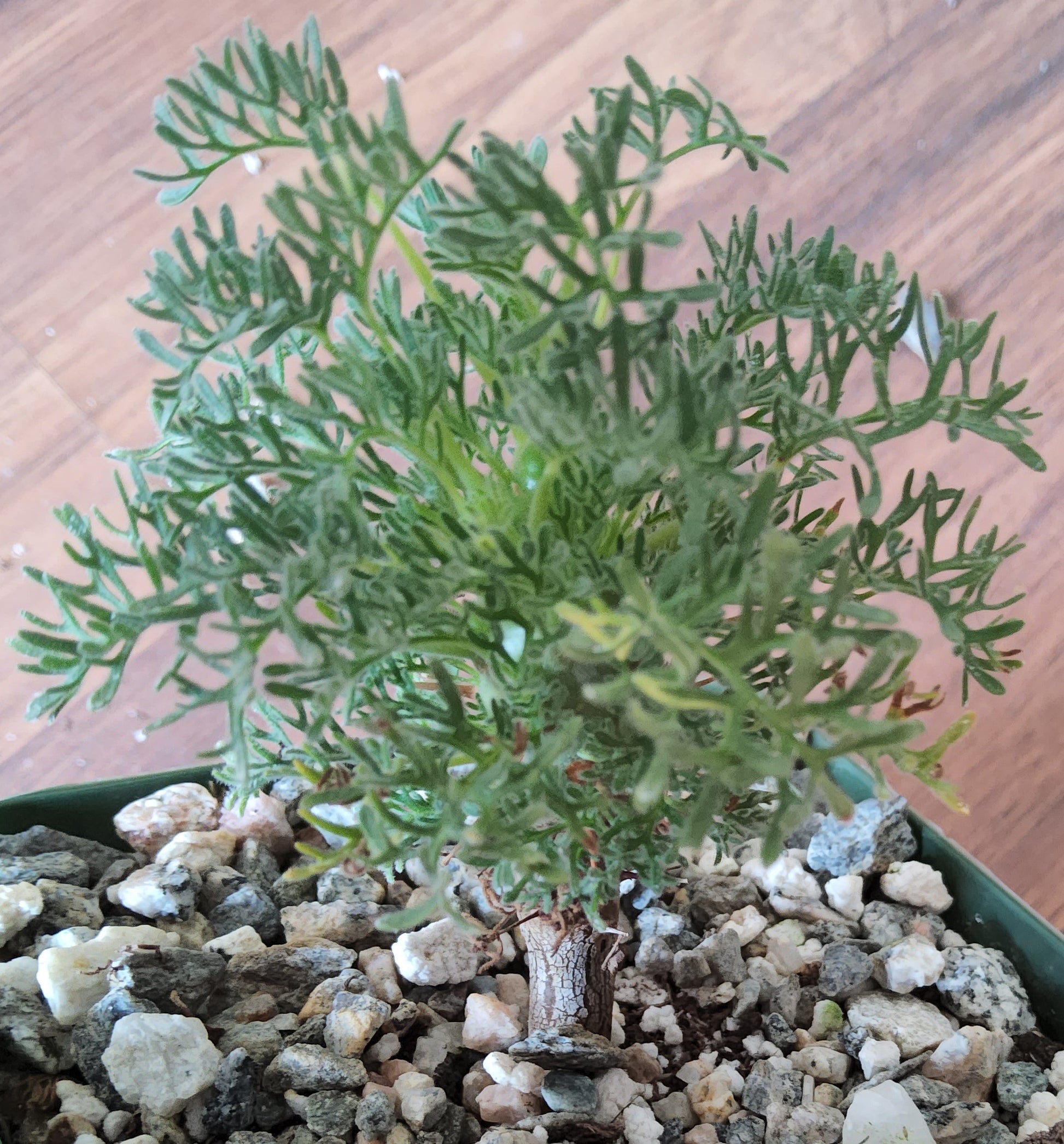 Sarcocaulon herrei Live Succulent Growing in 4 Inch