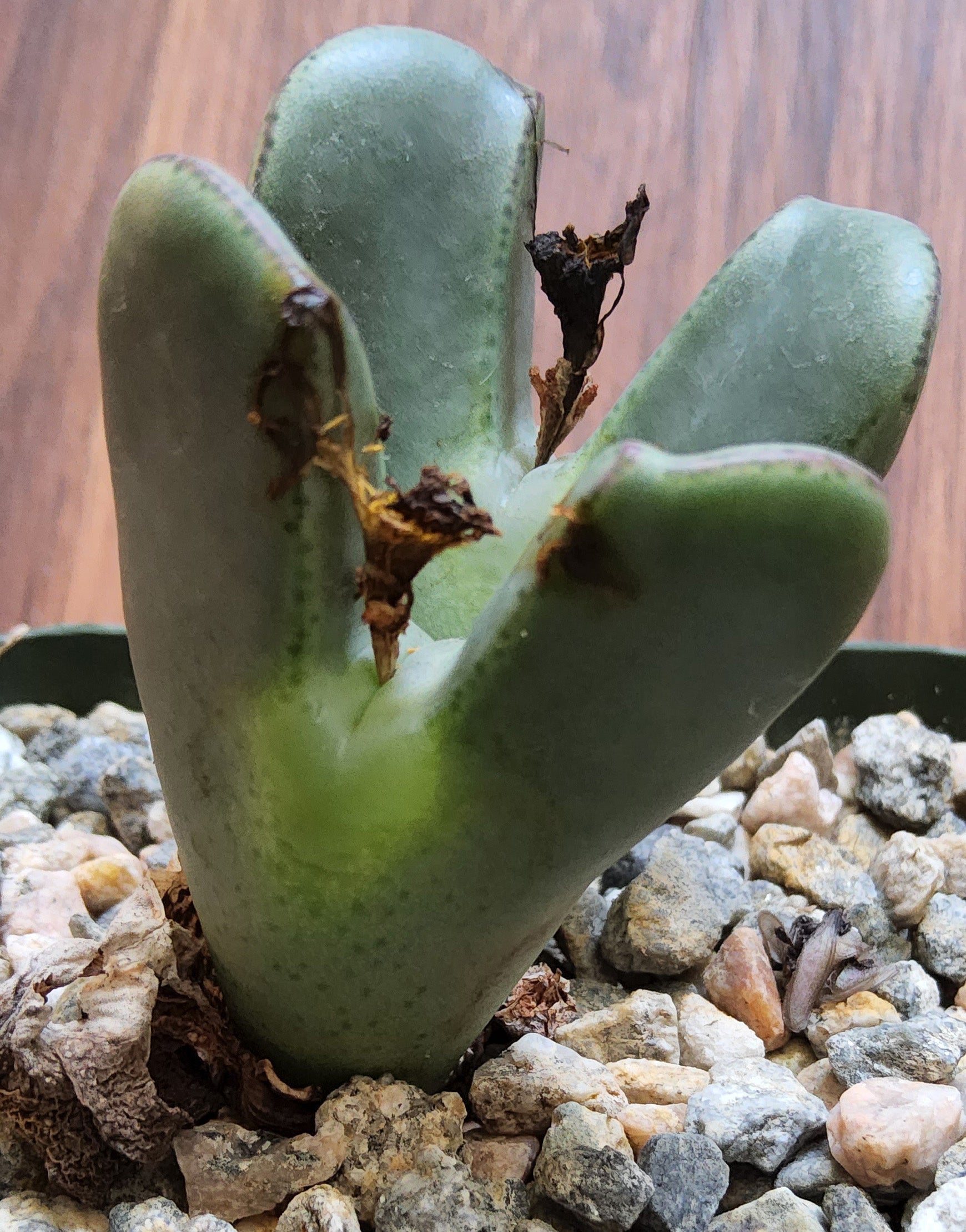 Conophytum bilobum Live Succulent Growing in 4 Inch