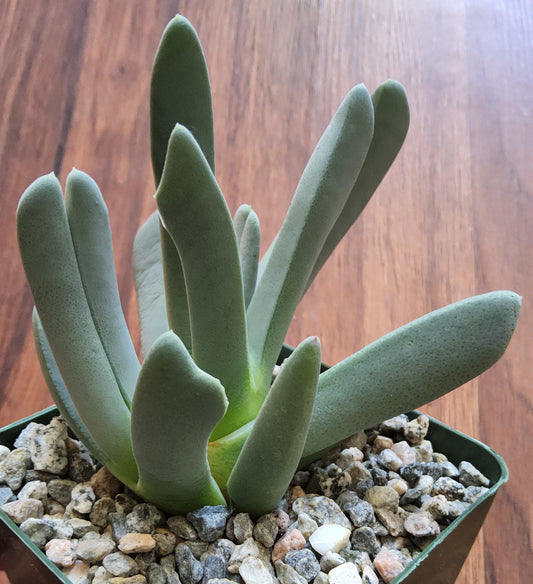 Cheiridopsis denticulata Live Succulent Growing in 4 Inch