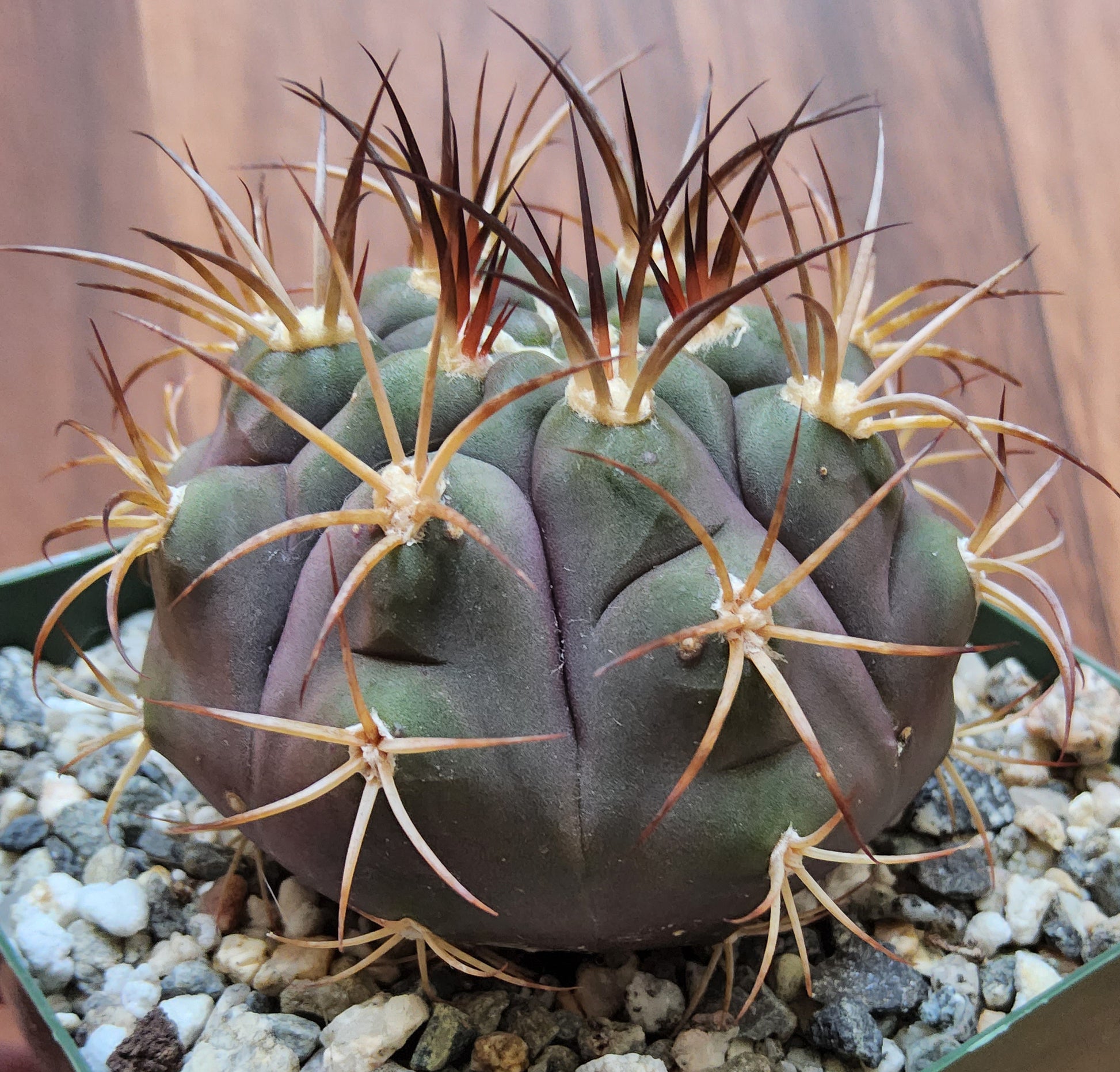 Gymnocalycium pflanzii v. albipulpa Live Cactus Growing in 4 Inch