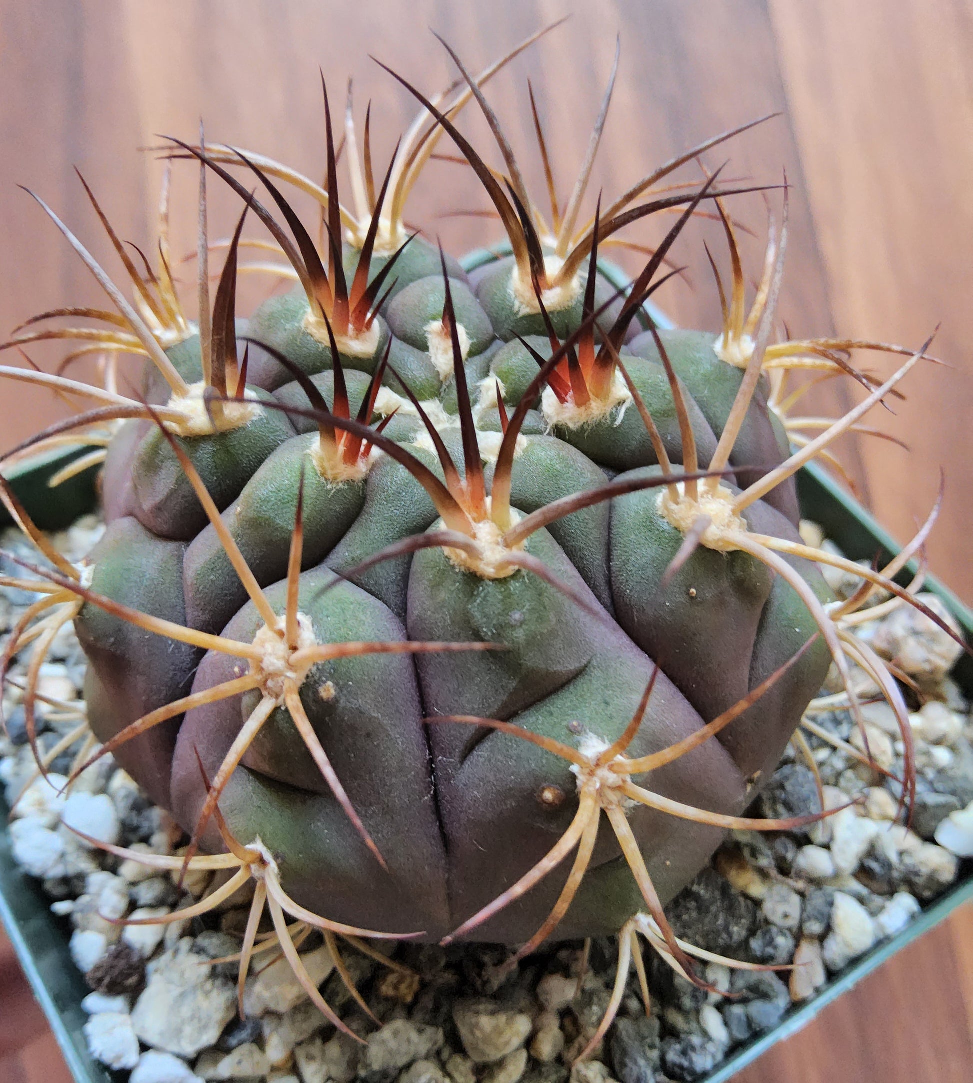 Gymnocalycium pflanzii v. albipulpa Live Cactus Growing in 4 Inch