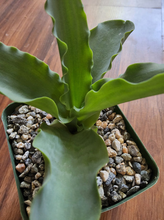 Veltheimia capensis Live Succulent Growing in 4 Inch