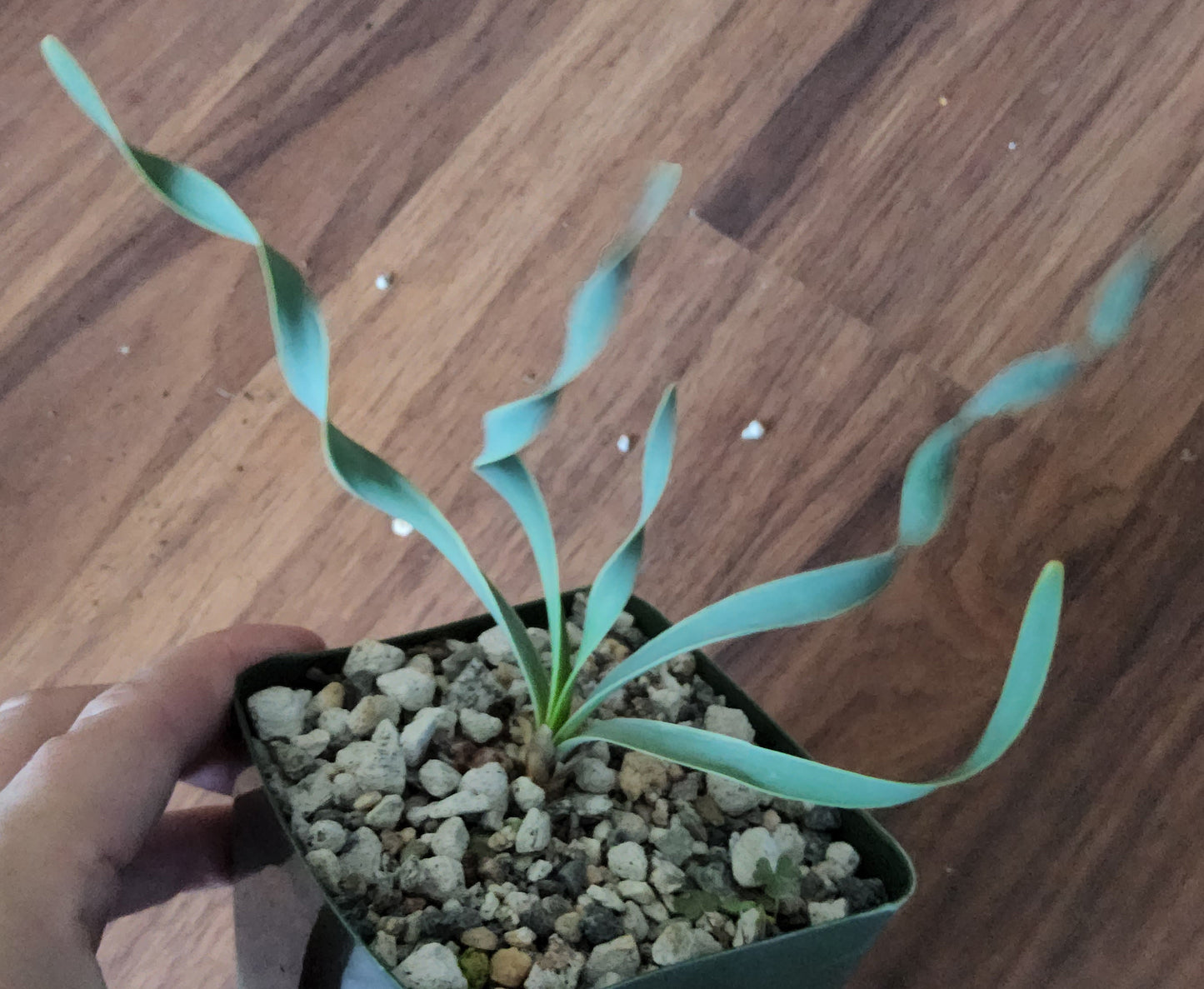 Boophone disticha Live Succulent Growing in 4 Inch