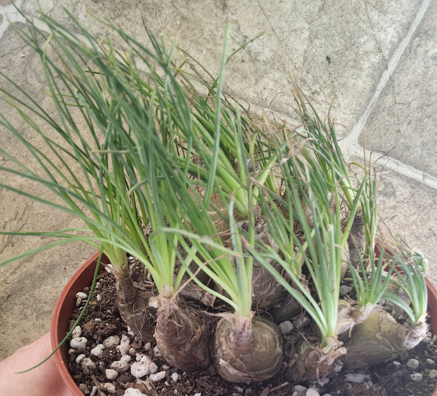 Albuca polyphylla 'Augrabies Hills' Live Succulent Growing in 5 Inch