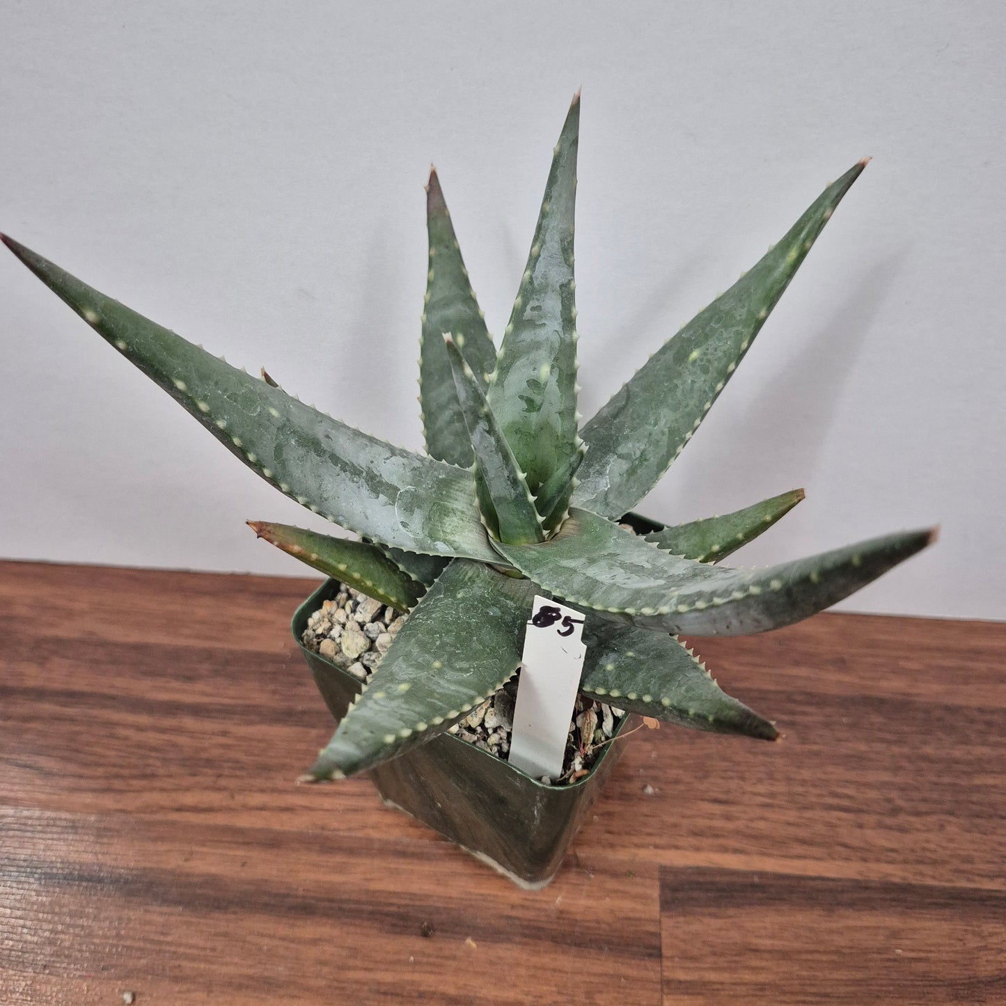 Aloe meyerei (#85) Live Succulent Growing in 4 Inch