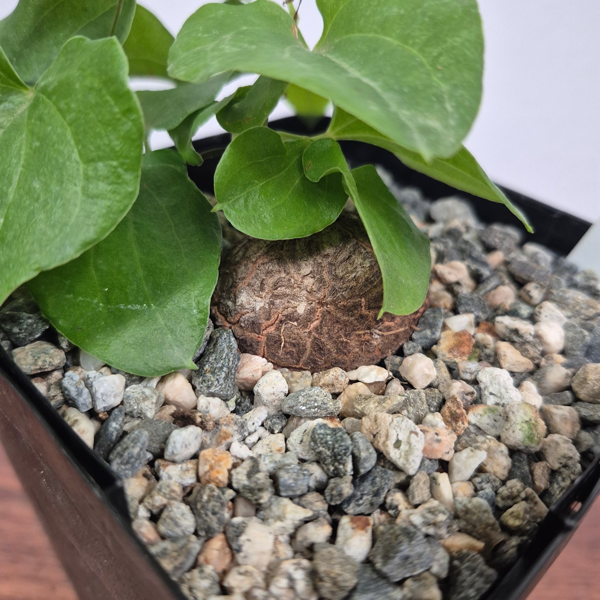 dioscorea succulent Dioscorea elephantipes (#25) Live Succulent in 5 Inch