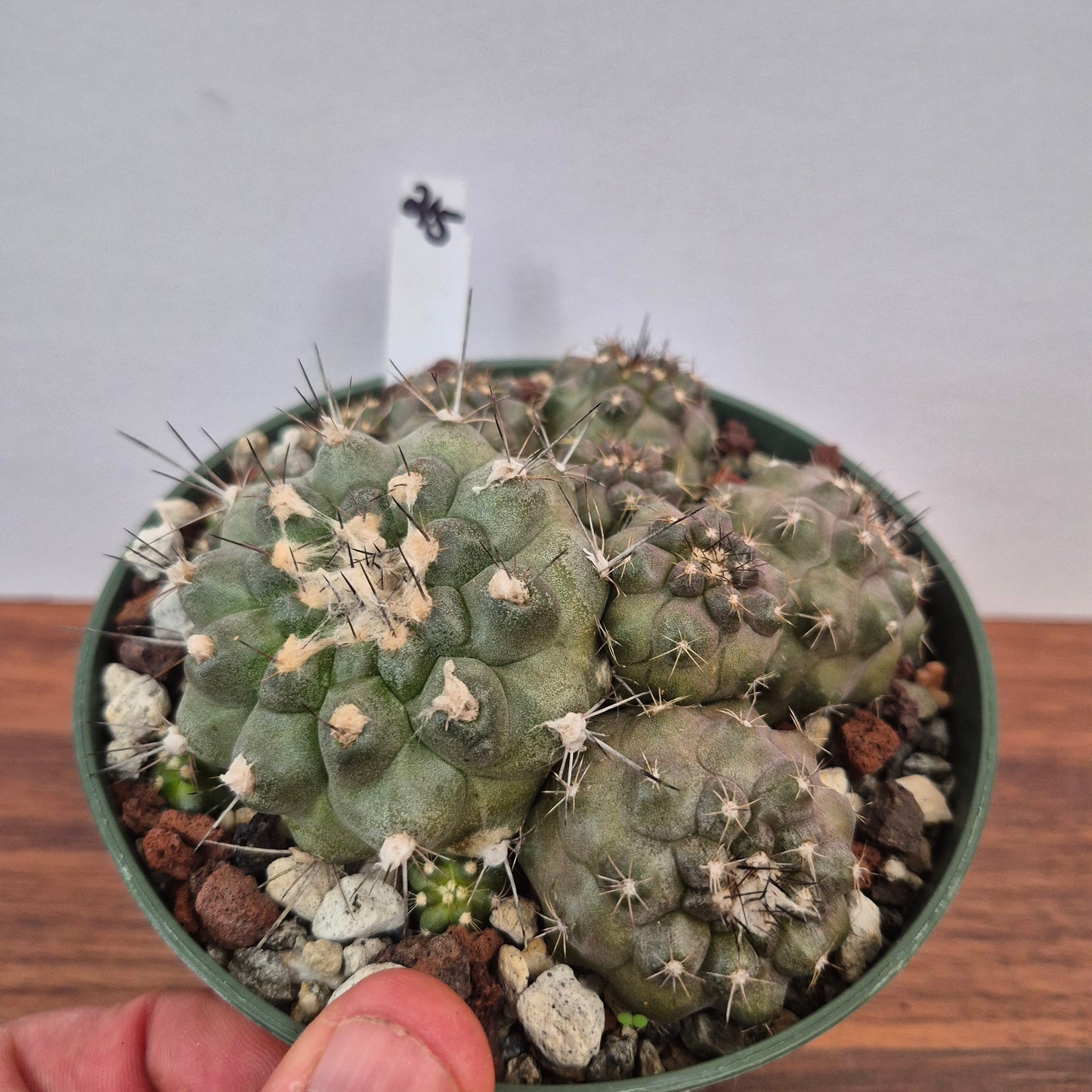 Copiapoa humilis (#215) Live Cactus in 5 Inch - Exact Plant