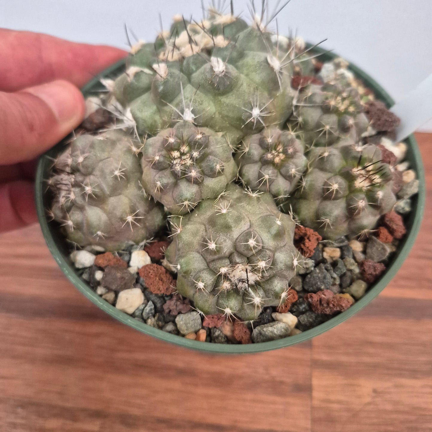 Copiapoa humilis (#215) Live Cactus in 5 Inch - Exact Plant