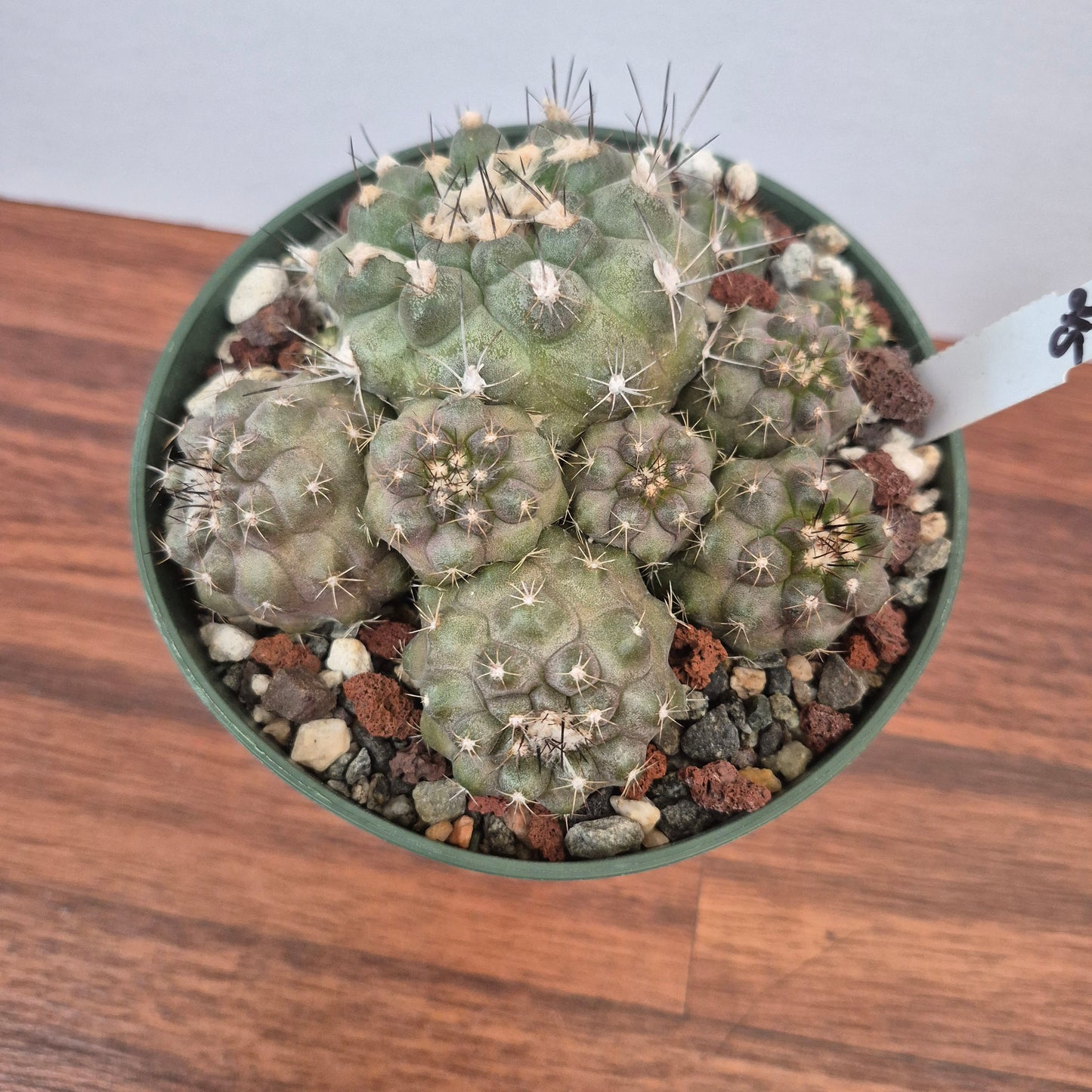 Copiapoa humilis (#215) Live Cactus in 5 Inch - Exact Plant