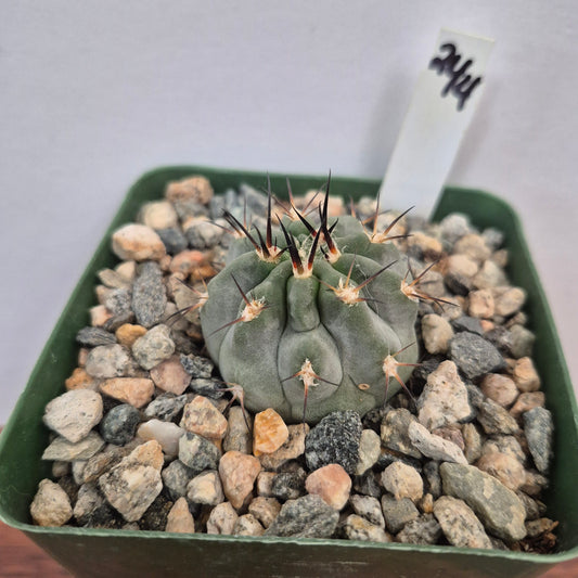 Acanthocalycium glaucum (#244) Live Cactus in 4 Inch - Exact Plant