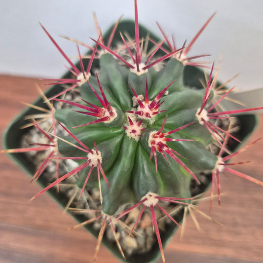 Ferocactus stainesii v pilosus (#22) Live Cactus in 4 Inch - Exact Plant