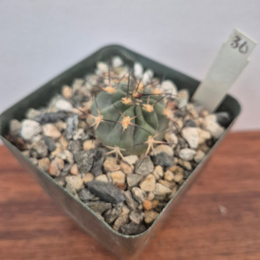 Acanthocalycium glaucum (#30) Live Cactus in 4 Inch - Exact Plant