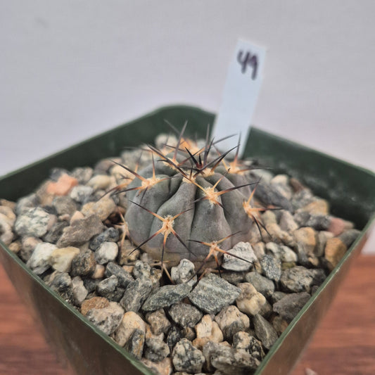 Acanthocalycium glaucum (#49) Live Cactus in 4 Inch - Exact Plant