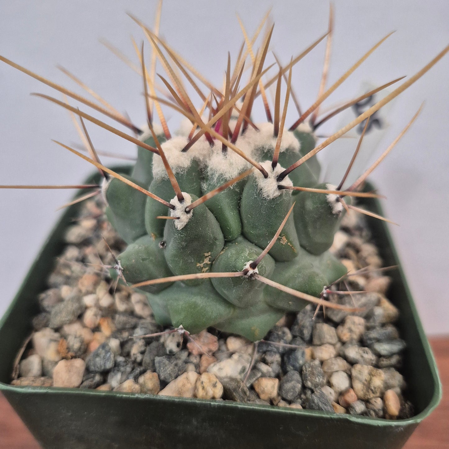 Thelocactus rinconensis var. lophothele (#225) Live Cactus in 4 Inch - Exact Plant