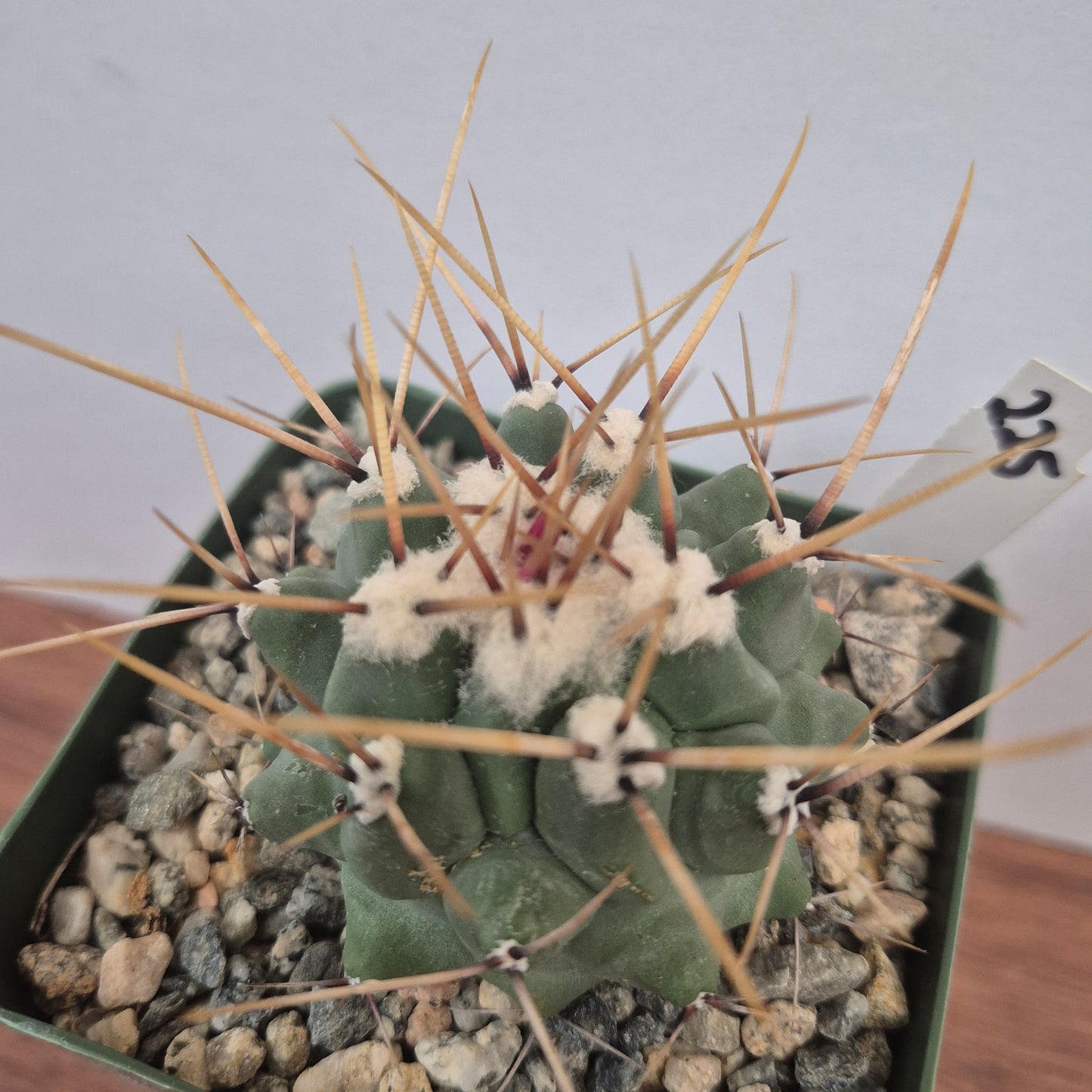 Thelocactus rinconensis var. lophothele (#225) Live Cactus in 4 Inch - Exact Plant