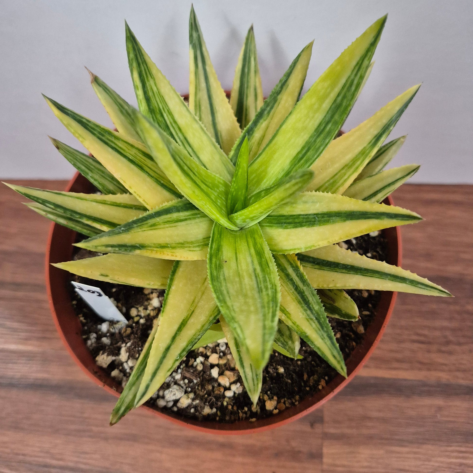 gold succulent plant Gasteraloe 'Green Gold' (#203) Live Succulent in 6 Inch