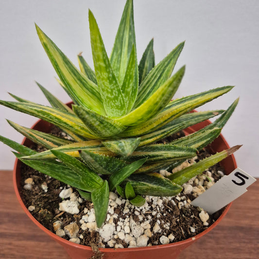 Gasteraloe 'Green Gold' (#5) Live Succulent in 6 Inch - Exact Plant