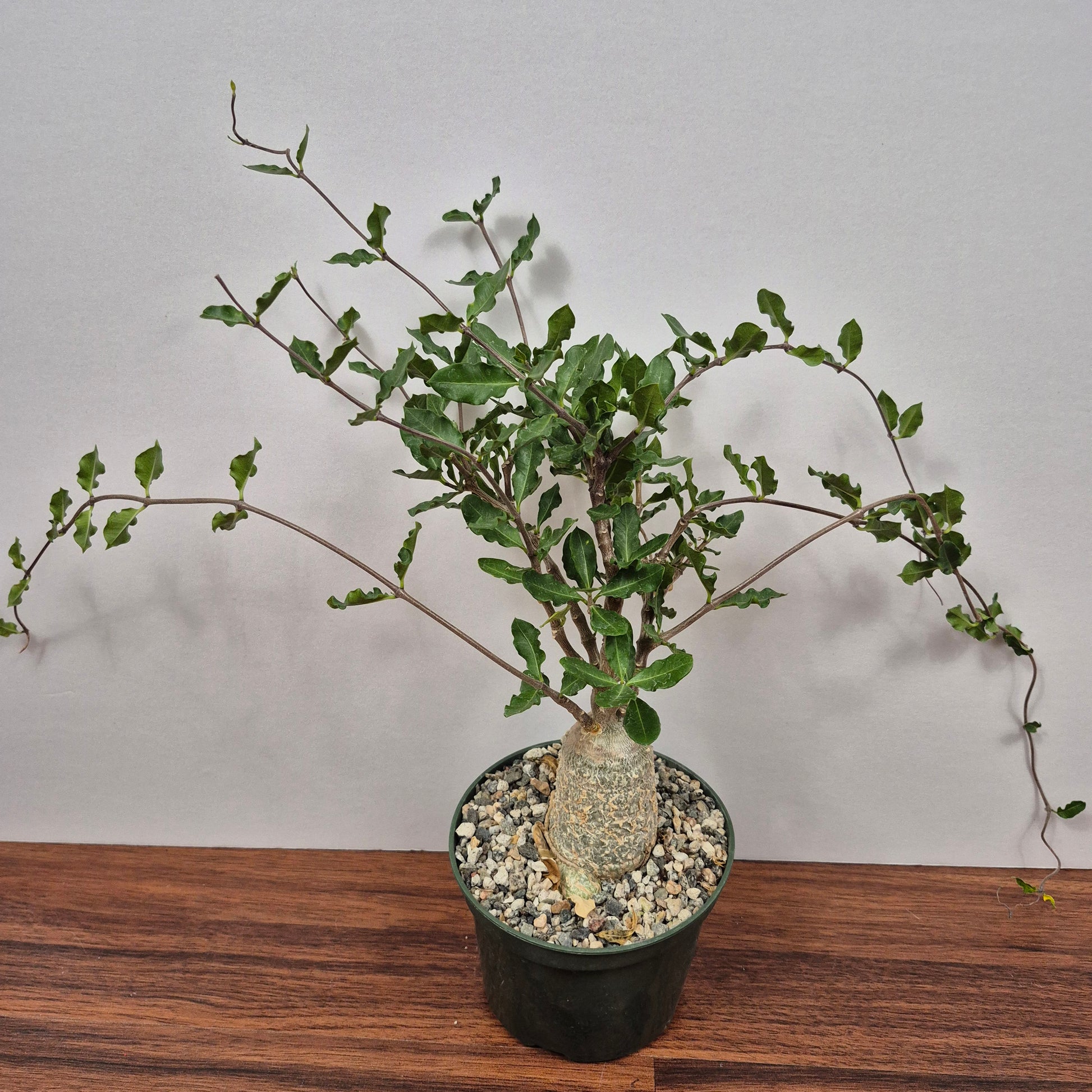 1.5 inch succulents Fockea edulis (#4) Live Succulent in 5 Inch