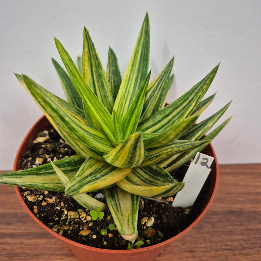 Gasteraloe 'Green Gold' (#12) Live Succulent in 6 Inch - Exact Plant