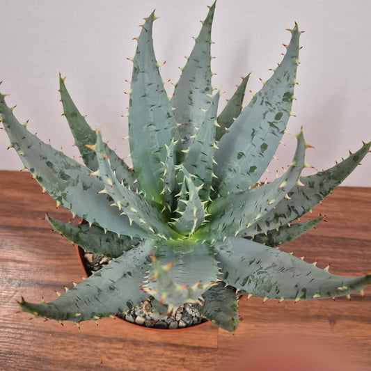 Aloe peglerae (#69) Live Succulent in 6 Inch - Exact Plant