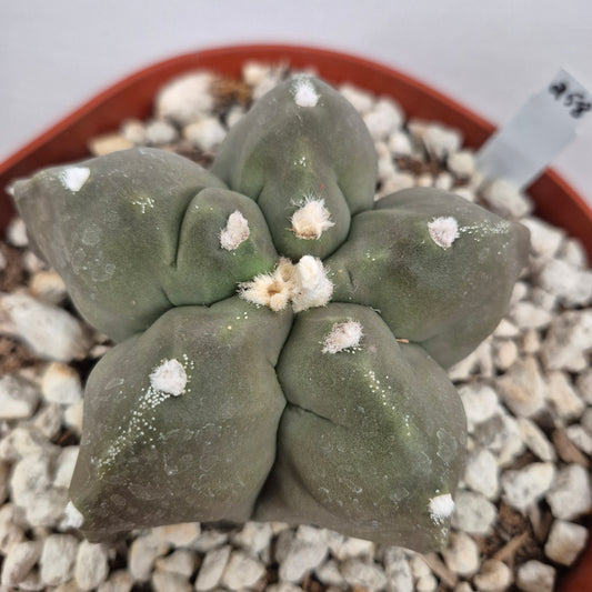 Astrophytum myriostigma kikko nudum (#258) Live Cactus in 6 Inch - Exact Plant