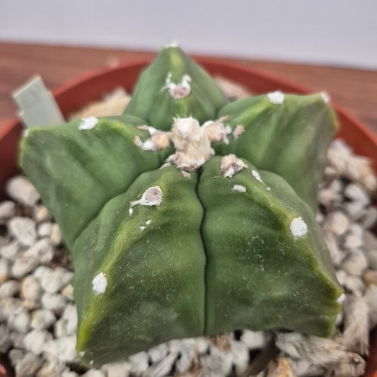 Astrophytum myriostigma kikko nudum (#43) Live Cactus in 6 Inch - Exact Plant