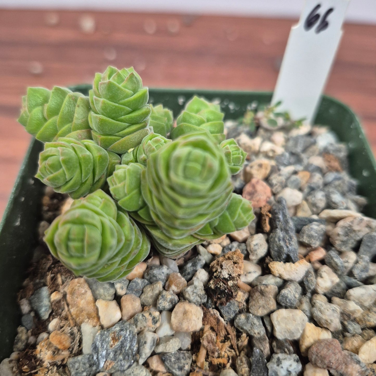 Crassula columella (#66) Live Succulent in 4 Inch - Exact Plant