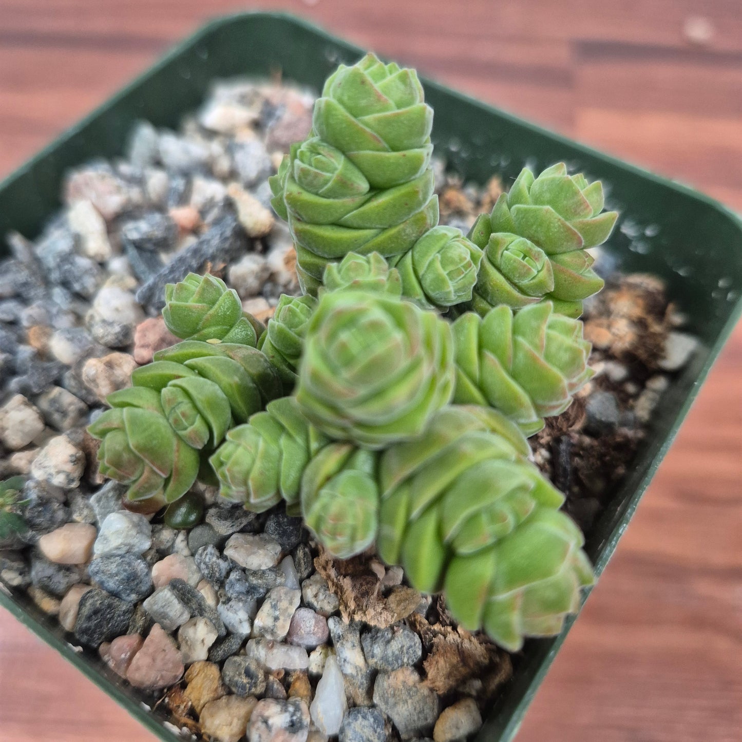 Crassula columella (#66) Live Succulent in 4 Inch - Exact Plant